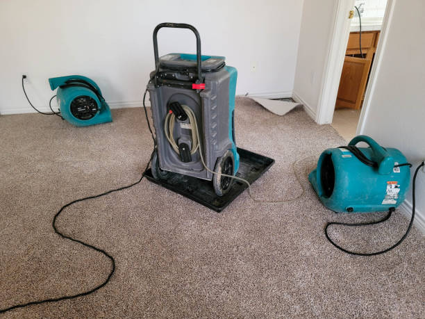 Best Mold removal after water damage  in Rockwood, MI