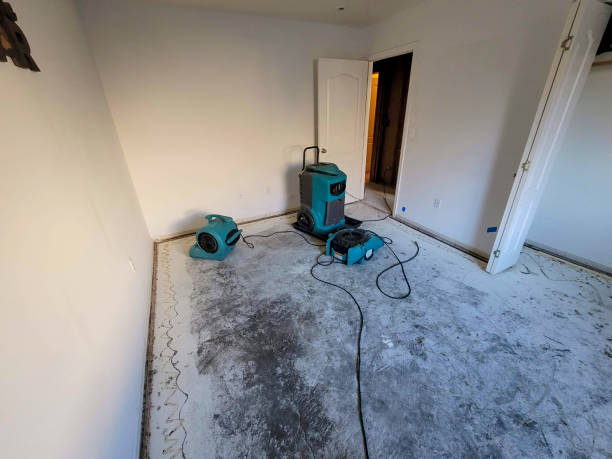 Best Water damage contractors near me  in Rockwood, MI